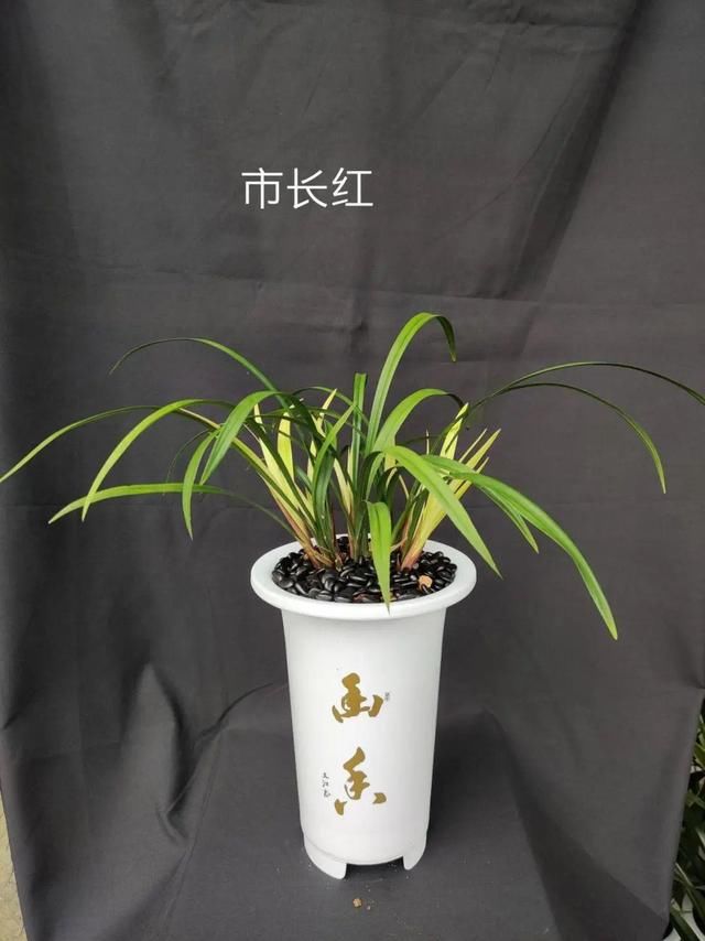 『家里』活的“香水花”，家里养一盆，有品位、气质佳！