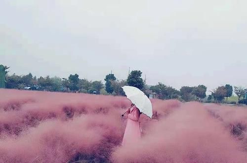  「绿萝」你还在养吊兰绿萝？大神们都开始玩网红观赏草了