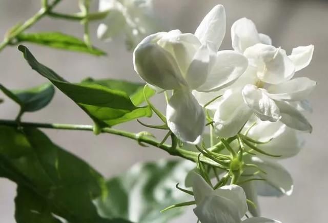  #提神醒脑#驱蚊 | 18种除虫香草，杀菌驱蚊虫，叶子还能炒菜吃