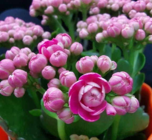  长寿花：室内养护这5种绿植，能开花净化空气，花期长，养花必备之选