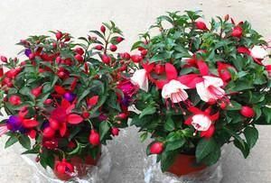 『枝条』开花像“灯笼”,独特又漂亮,四季开花,被称为最独特的阳台花