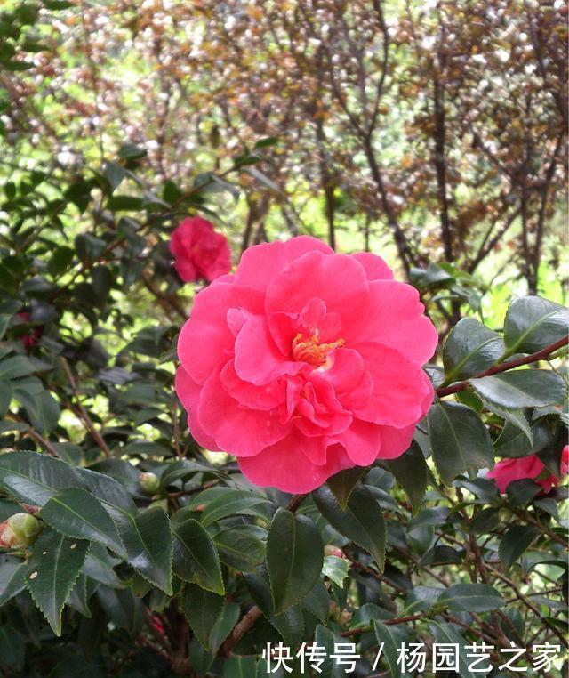  #新芽#“山茶花”嫁接，注重几个技巧和方法，成活高生长快新芽蹭蹭长