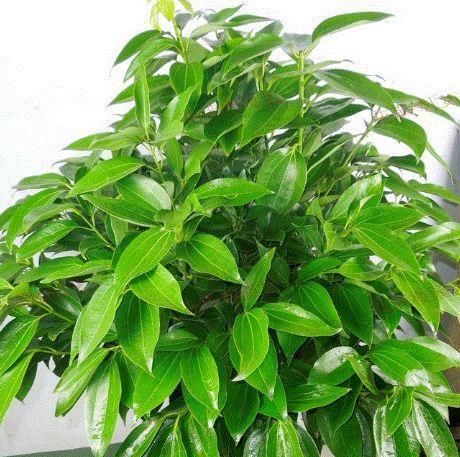  南非葵花：忘了绿植多肉吧，现在流行这种花，观赏性强又好养，四季花开不断