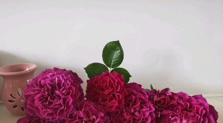  『暮光之城』喜欢菊花，不如养盆“菊中珍品”鹦鹉绿，似凤凰起舞，风姿优雅