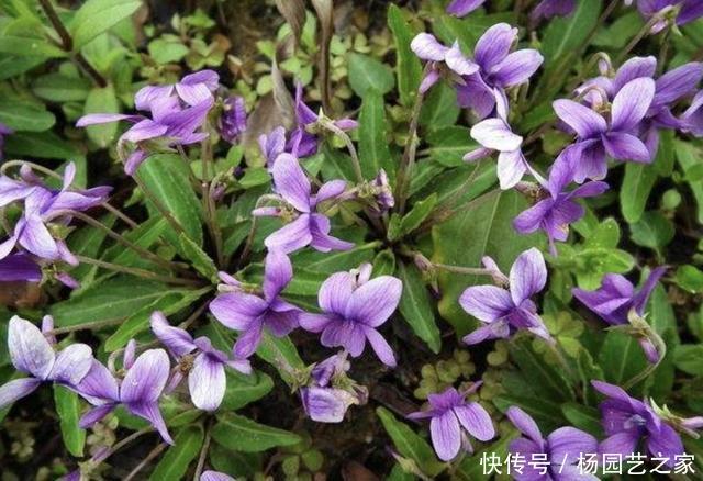 「田间」田间地头,有1种“野堇菜”很美,如今不多见,拔1棵少1棵,珍贵