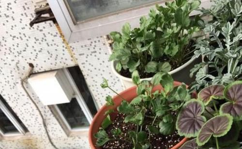  「此种」此种植物株型似芹菜、花开如玫瑰，好看又好养，盆栽需谨记3点