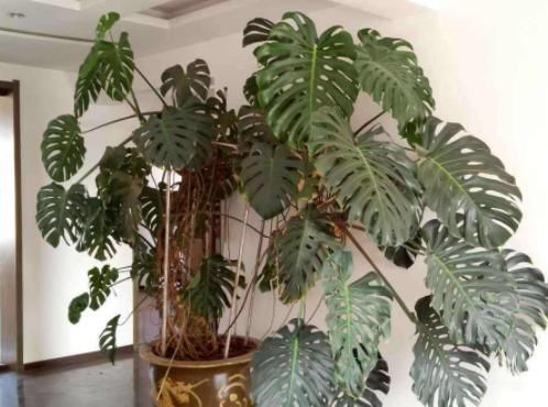  『摆在』养花人要牢记，5种花“喜阴、不喜阳”，摆在窗台，半天就晒黄叶