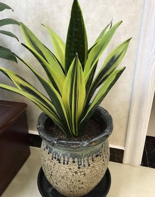 『绿萝』?养花养不活?试试这4种,“植物杀手”都能养活,爆盆不费劲