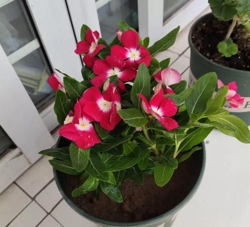  「身价」5块钱一盆的花，养1年变老桩，身价翻了上百倍！