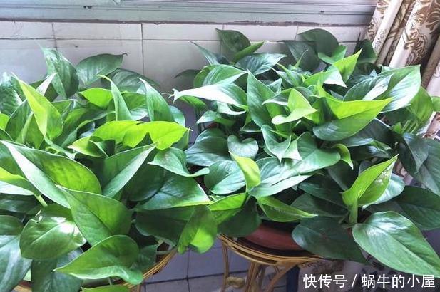 植物:家庭养绿萝,别忽视3点需求,不然想要枝叶长爆盆,难