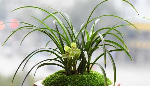  「错过」兰花退草还是兰花茎腐病？只需两个绝招，没判断错过