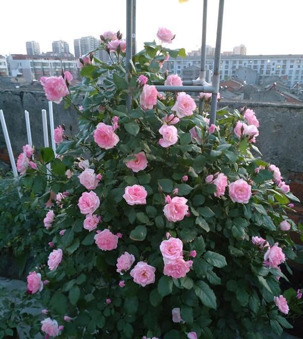 最快■长势最快的藤本月季,一年长成花墙,四季花开不断,盆栽也可以