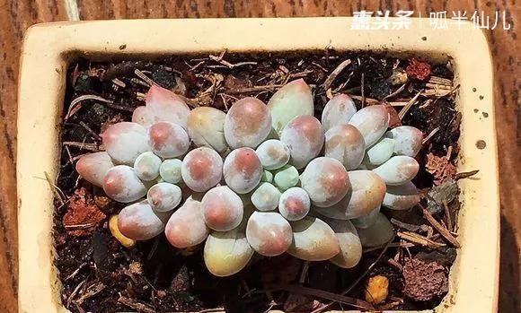  『白菜』多肉断水12天,绿白菜秒变红舞娘,想要上色就得...