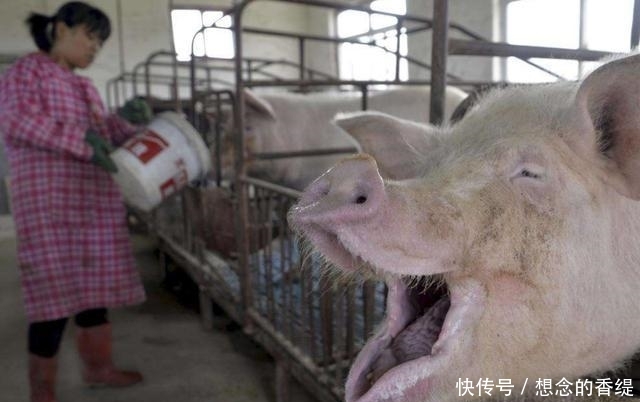 猪价已破十元大关，养猪户：价格再高也没用，猪场却一头猪也没有