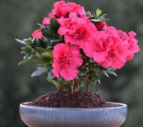  「栀子花」3种花，“一根枝条”插盆里，当年就开花，好养易爆盆