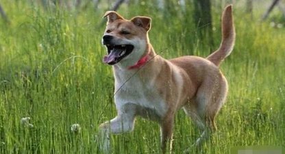  俗语@农村俗语“四喜不请自来，家中能人辈出”，原来是这四喜