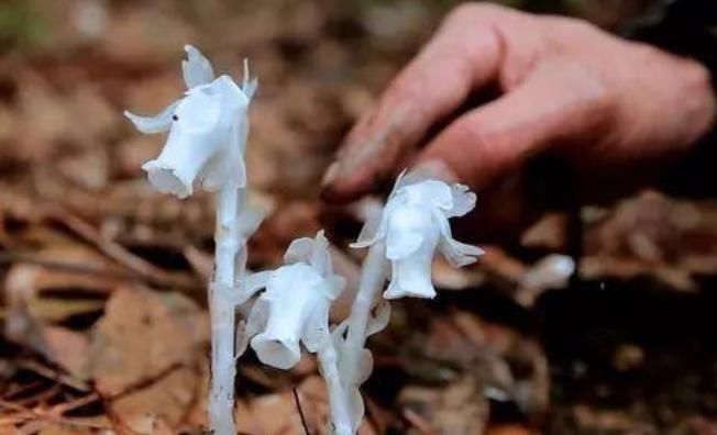  彼岸花■传说中的冥界四花，除了彼岸花，你还知道哪一种呢？