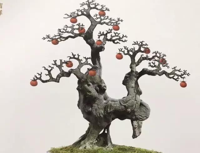  『不错』金弹子盆景怎么养？自带杀虫属性，特别省心！