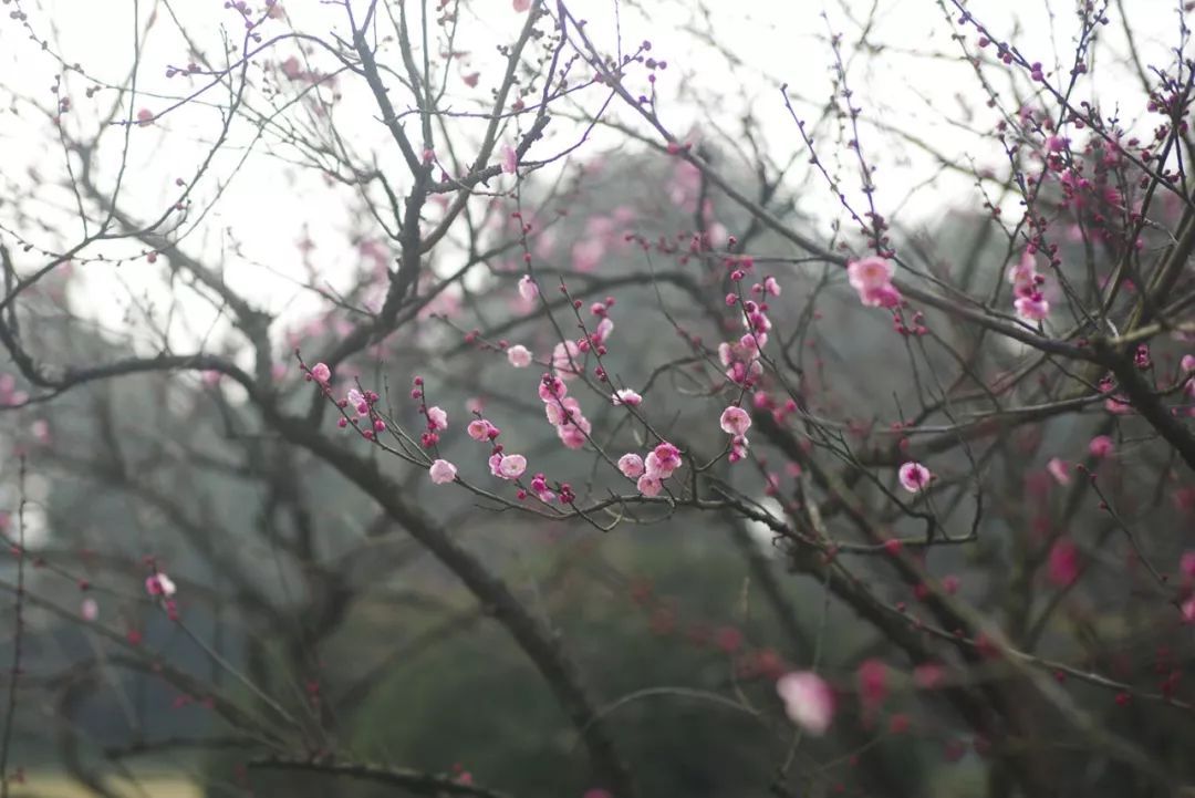 风景 | 壁纸福利！一大波梅花美图等你接收，周末去看正好！