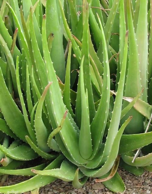  甲醛：这“2种”植物，再贵也要养，能让白发变“乌发”，还能吸甲醛！