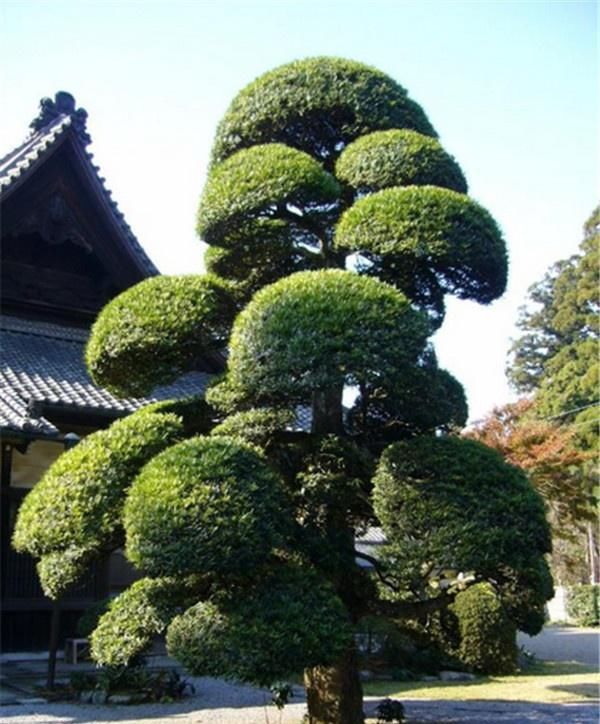 【空地】以为罗汉松只是观赏植物,原来还能结果,结的果子和松果不太一样