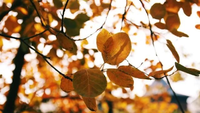 十首元曲说秋：秋叶静美，秋华如丹