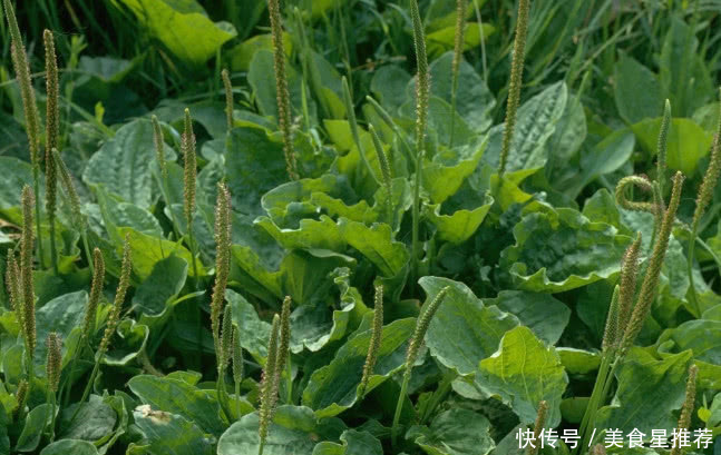 农村这种植物人称“尿床草”，曾是农民的“救命草”，你有见过没