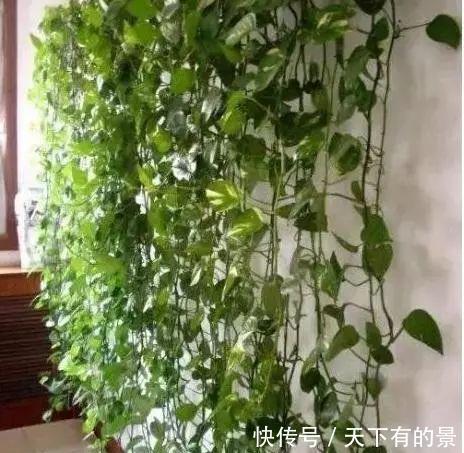  阳台|这几个“位置”别放花，吊兰、绿萝再好养，也会黄叶活不了