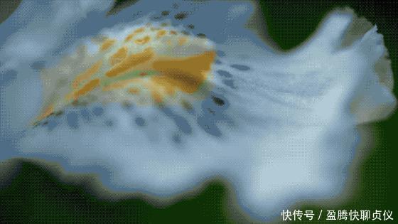 这部纪录片央视发力了，每一帧都可以当壁纸，BBC也无法超越