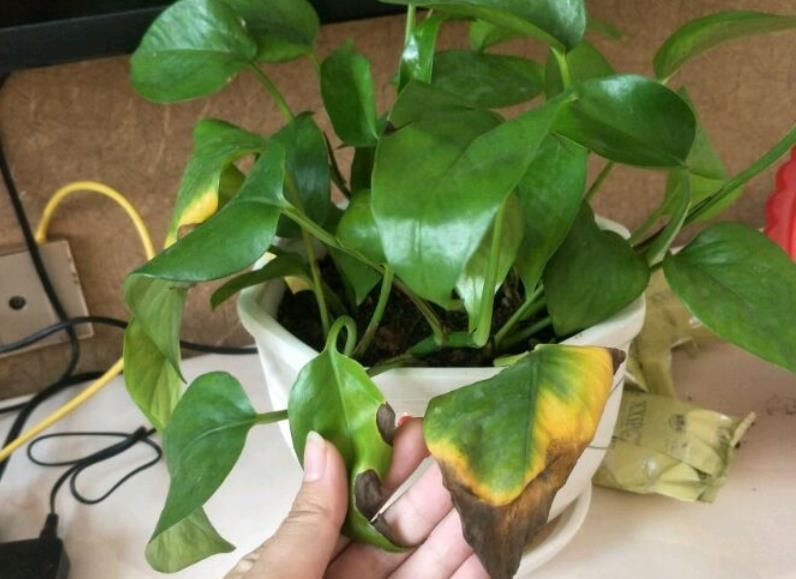  『缺肥』绿萝和吊兰叶子发黄是缺肥吗?