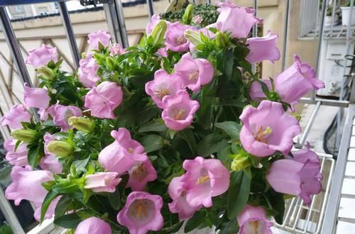  「些植物要求」植物和光照居然有这么多纠葛，光照调控花期原来是这么回事
