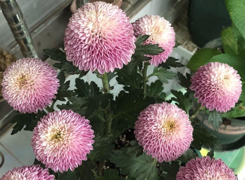  拥有：新型盆栽绿植乒乓菊，花型奇特美丽，花期长，养护简单，值得拥有