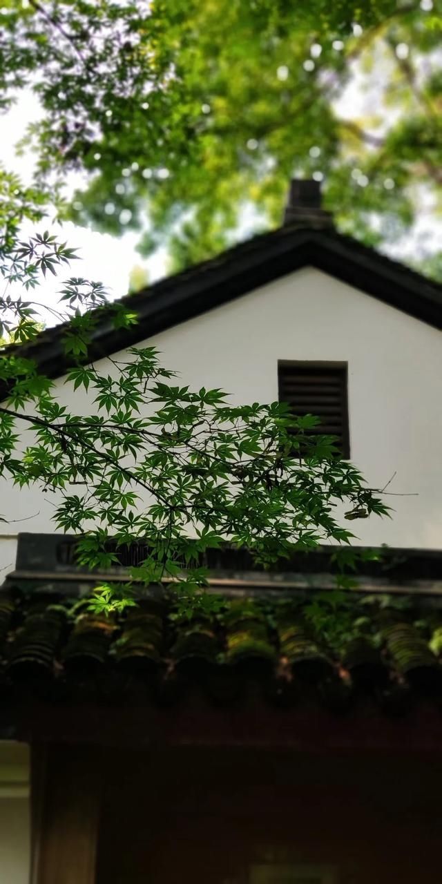  『翠色』翠色参天叶七出，这样的虎跑清新又灵动~