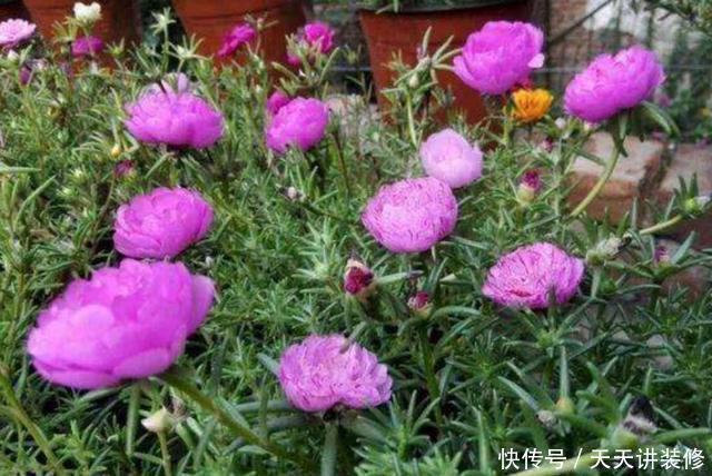 阳光|家里养4种花,不能缺少阳光,光照越充足开花越多,花色更鲜艳
