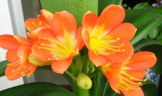  寓意■这3种花寓意真不错，人称“招财花”，家里越养越富贵，仙气十足