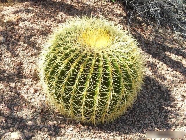 【充足】能在炎热暴晒环境下生长的8种观赏植物,你会选哪一种呢?