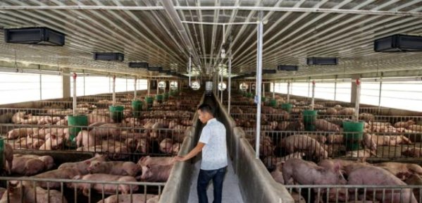  【赚钱】2019年，农村这些养殖项目比较赚钱，做好比打工强！