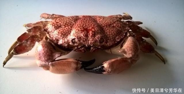 不仅难看还有毒！海边度假，看到这种螃蟹不能抓！