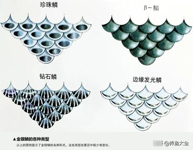  品种|锦鲤5大品种介绍