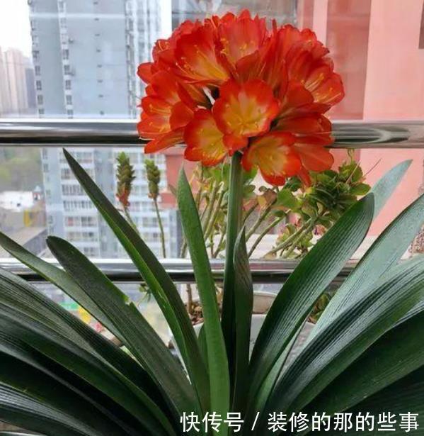 家养■家养“3种花”,个个都是“财神爷”,可别乱送人了!