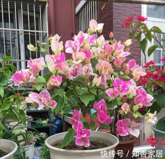 「三角梅」这3种花,个个是“拼命三郎”,越热长得越快,开爆整个三伏天