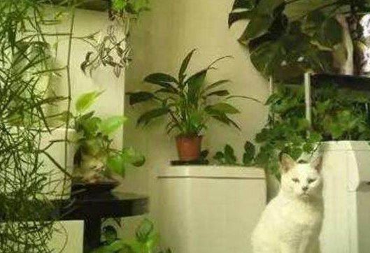 『植物』聪明人的客厅和卫生间,都会养这4种花,难怪身体这么健康!