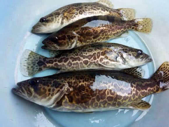  【水域】斑鳜栖居于清净水域，被誉为“淡水鱼之王”