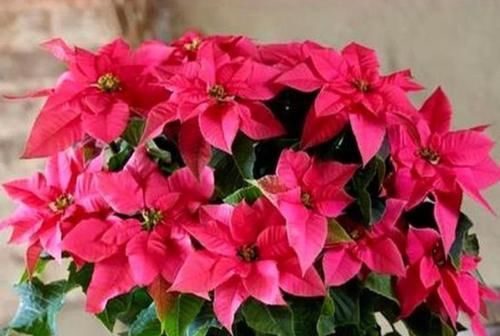  #鸿运当头#这几款植物养在家里，沾土就能活，开花就爆盆，不易生病好养护