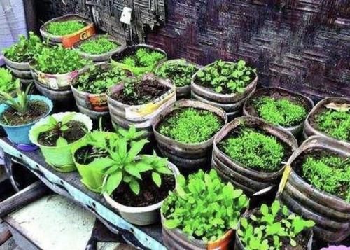  春天■宅在家里种植“蔬菜”，每隔40天采摘“一茬”，吃一春天，值！