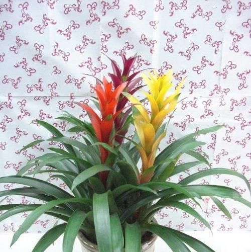  【位置】鸿运当头盆栽的叶子有点发黄，整体看上去也没什么活力，怎么办？