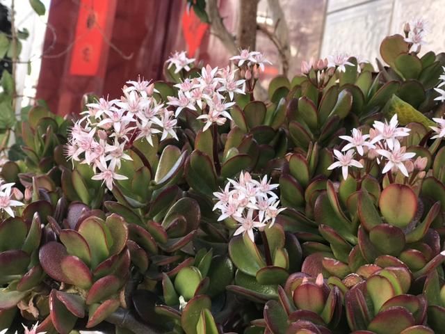 『养分』没想到玉树也能开花,茂盛小花倍感珍惜,学会技巧就能年年赏!