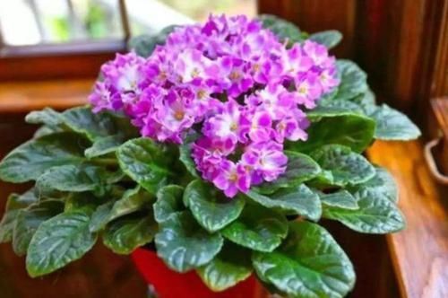  【光亮】养花就养4种花，植株小巧，姿态秀雅，叶子浓绿光亮