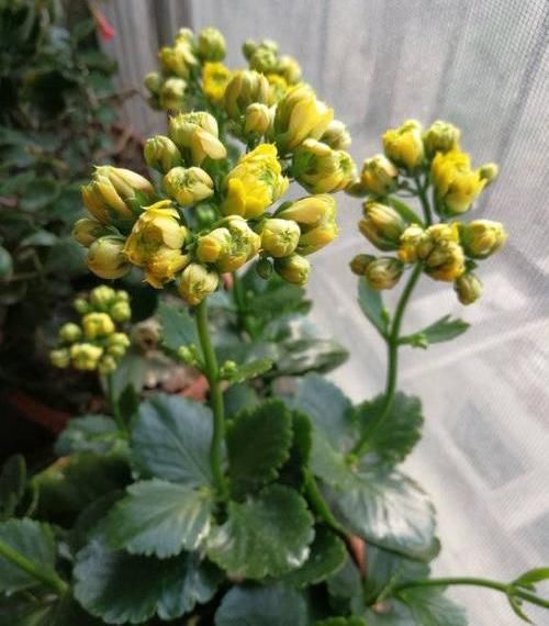 「残花」长寿花开败了,及时修剪残花,利用“顶端优势”,成活率90%