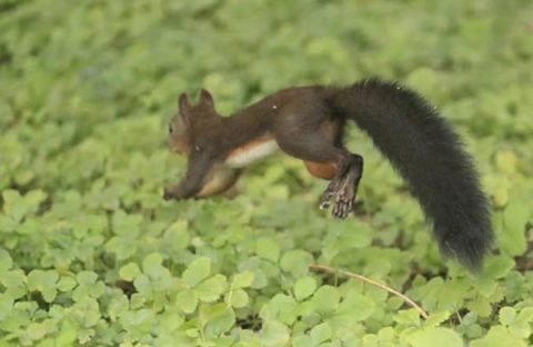 摄影师蹲守颐和园 捕捉松鼠觅食瞬间